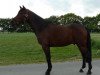 dressage horse Pico's Bodypainter (German Riding Pony, 2003, from Piccolo)