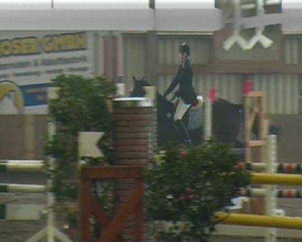 jumper Dragonheart S (Oldenburg, 2001, from Don Larino 171 FIN)