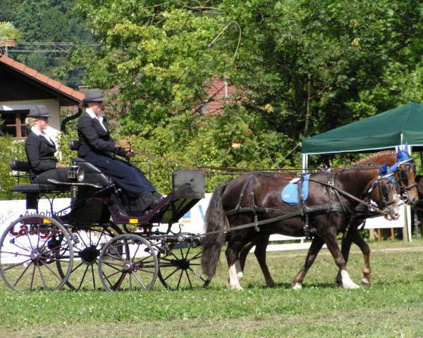 Pferd Brandy 87 (Deutsches Reitpony, 1994, von Chef)