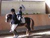 dressage horse Cicolo (Welsh-Pony (Section B), 1993, from Cottrell Pendragon)