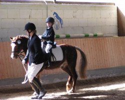 dressage horse Cicolo (Welsh-Pony (Section B), 1993, from Cottrell Pendragon)