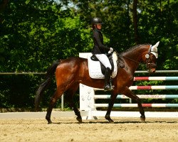 dressage horse Flaminius (Hanoverian, 2016, from Flanell)