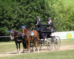 dressage horse Jack Daniels (German Riding Pony, 2000)