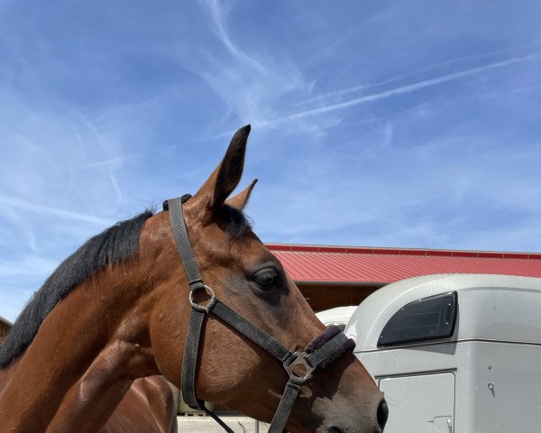 jumper Kim Possible S (German Sport Horse, 2016, from Casino Grande)