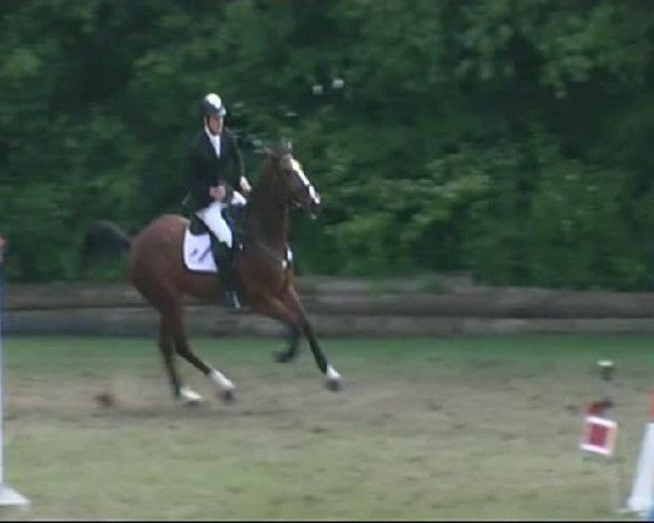 jumper Darcapo B (KWPN (Royal Dutch Sporthorse), 1999, from Darco)