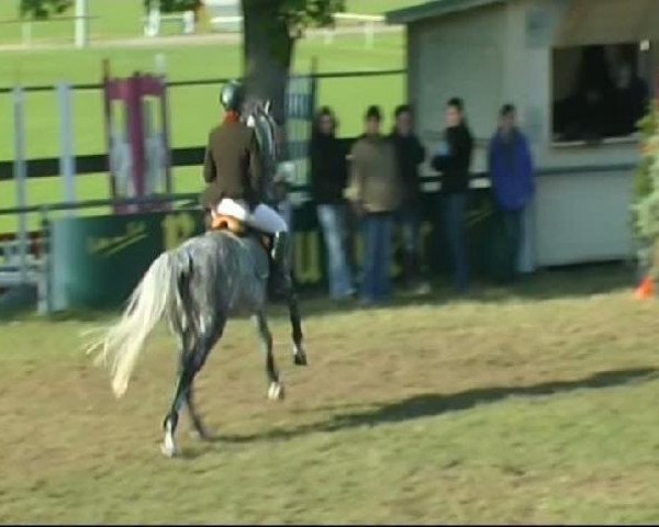 Zuchtstute IBAPRO's La Liscalina (Sachsen-Anhaltiner, 2002, von Levisto Z)