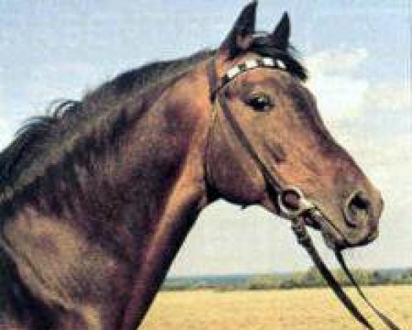 stallion Burnus AA (Anglo-Arabs, 1948, from Lapis)