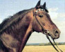 horse Burnus AA (Anglo-Arabs, 1948, from Lapis)