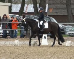 horse Herzbube 54 (German Riding Pony, 1986, from Harlekin)