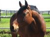 dressage horse Fürst Fabio (Hanoverian, 2004, from Fürstenreich)