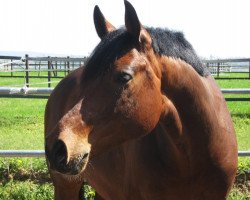 dressage horse Fürst Fabio (Hanoverian, 2004, from Fürstenreich)