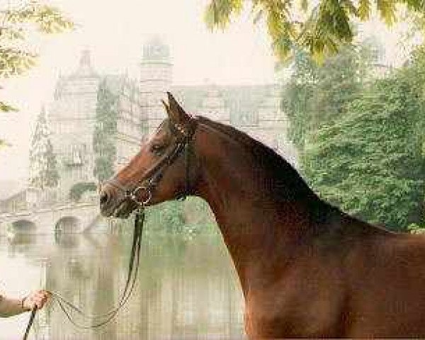 horse Karon (Trakehner, 1981, from Arogno)