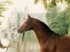 horse Karon (Trakehner, 1981, from Arogno)