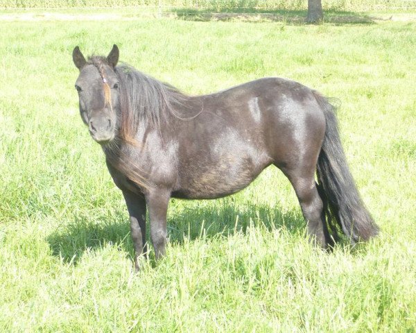 broodmare Netta v.h. Schouteneinde (Shetland Pony, 1998, from Tom van Bitterschoten)