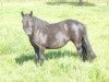 broodmare Netta v.h. Schouteneinde (Shetland Pony, 1998, from Tom van Bitterschoten)