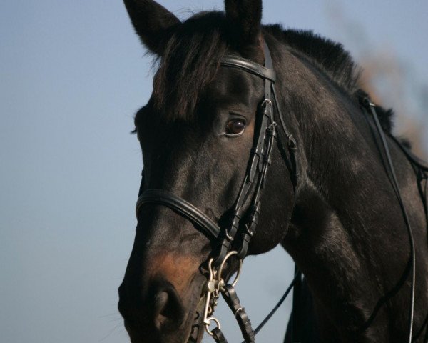 Springpferd Polyno S (Rheinländer, 1998, von Polany)