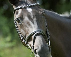 broodmare Lesly (Oldenburg show jumper, 1996)