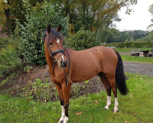 dressage horse Big Boy MF (German Riding Pony, 2011, from Bavarottie)