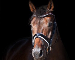 dressage horse Krack 5 (Württemberger, 2007, from Köpenick)