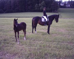 broodmare Gloriett (Hanoverian, 1997, from Waldstar xx)