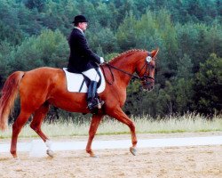 broodmare Farastella (Oldenburg, 1998, from Wenckstern)