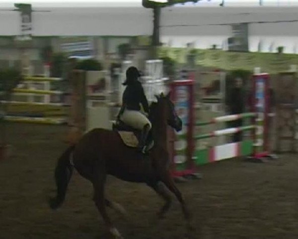 Pferd Wendy 912 (Sachsen-Anhaltiner, 2002, von Wild Dance)