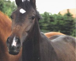 dressage horse Fantasy (Westphalian, 2002, from Fiorino)