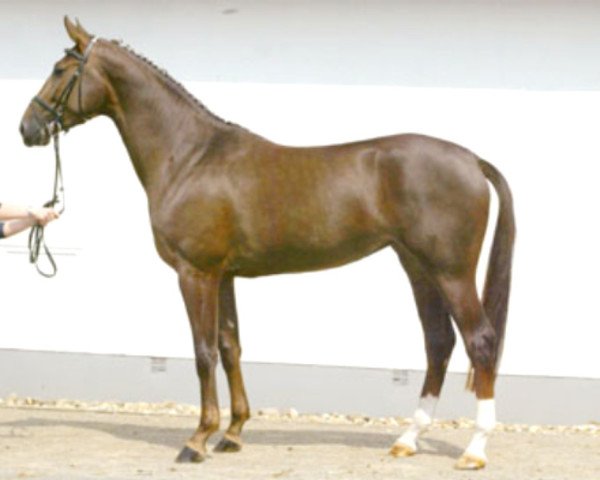 broodmare Etienne (Westphalian, 2002, from Ehrentanz I)