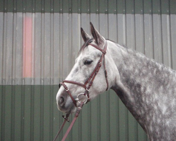 broodmare Samba-Queen (German Sport Horse, 2003, from Samba Hit I)