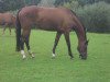 jumper Miss Marpel (Oldenburg show jumper, 2007, from Controller)