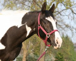 horse Jack (German Riding Pony, 1994, from Astek)