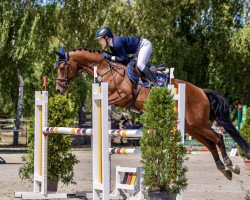 jumper Crumble 14 (Oldenburg show jumper, 2015, from Chekandino)