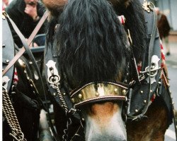 horse Haakon (Westphalian Draughthorse, 1997, from Hoppeditz)