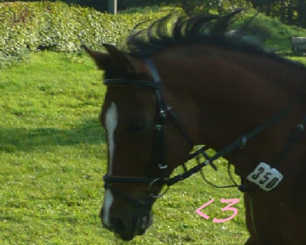 jumper Tristan 121 (German Riding Pony, 1995, from Top Nonstop)