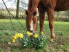 dressage horse Fabrice L.K (Westphalian, 1996, from Florestan II)