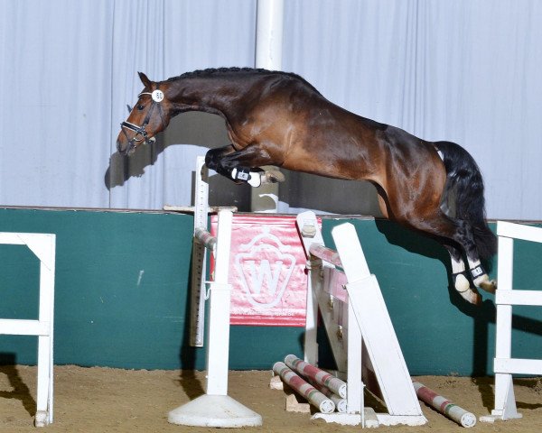 dressage horse Cassius Clay 29 (Westphalian, 2009, from Cristallo I)