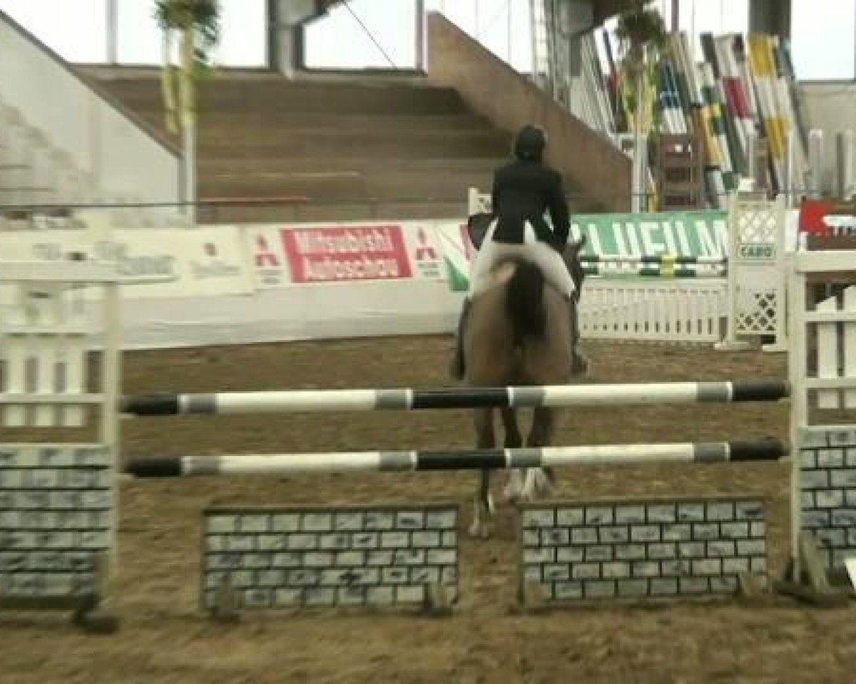 Springpferd Princeton S (Westfale, 2006, von Pilot)