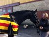 dressage horse Daddy Cool (Hanoverian, 2006, from Don Crusador 3)