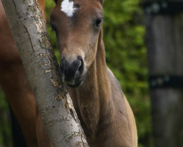 broodmare Balldiva F (Trakehner, 2012, from All Inclusive)