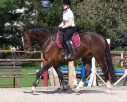 dressage horse Alicante (German Sport Horse, 2007, from Dream Rubin)