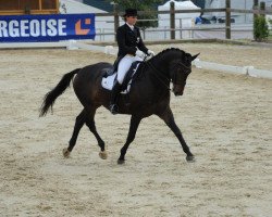 dressage horse Eminem A (Württemberger, 2003, from Epikur)