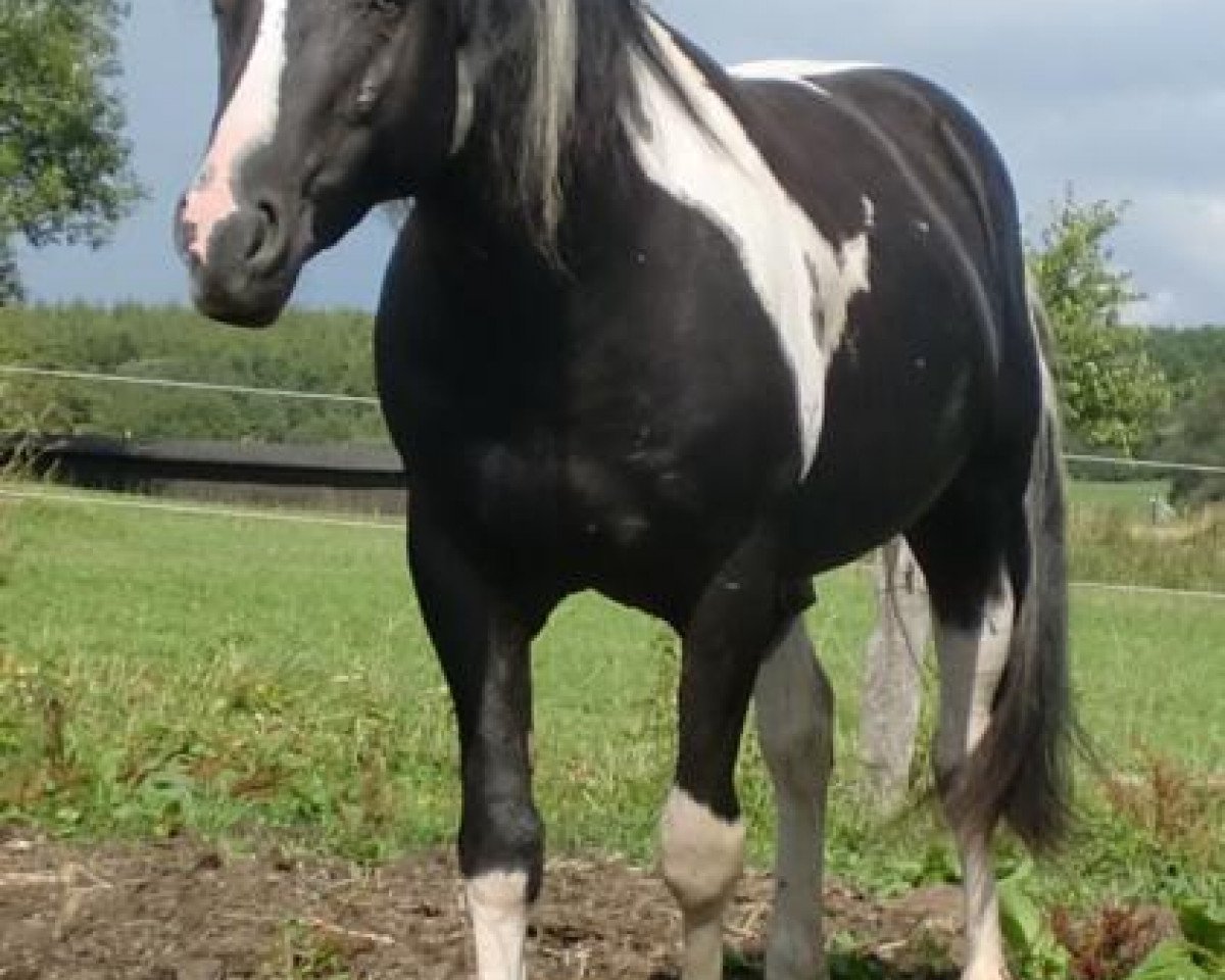 horse Flashy Cherokee Calap (Paint Horse,  )