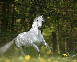 stallion Illenc (Pura Raza Espanola (PRE), 1998, from Alboroto III)