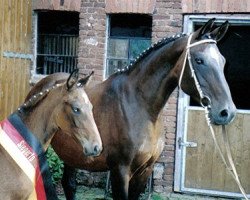 broodmare Allegra F (Hessian Warmblood, 1986, from Aufstieg)