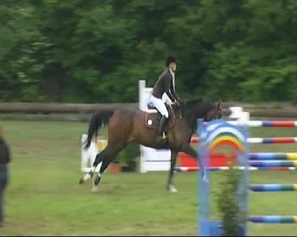jumper Willy 67 (KWPN (Royal Dutch Sporthorse), 1996, from Indoctro)