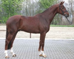 dressage horse Jakari 2 (Westphalian, 2008, from Jazz Rubin)