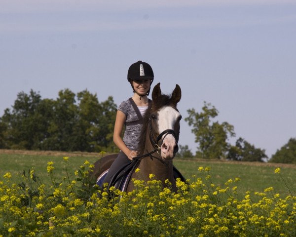 dressage horse Tashino SD (German Riding Pony, 1999, from Tashunko)