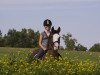 dressage horse Tashino SD (German Riding Pony, 1999, from Tashunko)