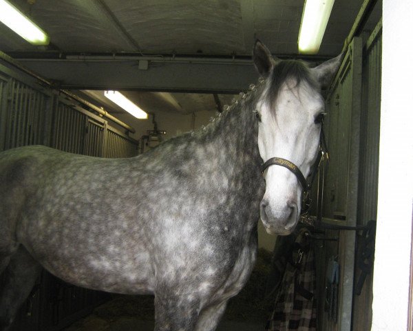 jumper Cayman 15 (German Sport Horse, 2004, from Caitano)