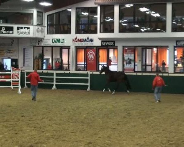 broodmare Chubbydu (Westphalian, 2009, from Coronas 2)